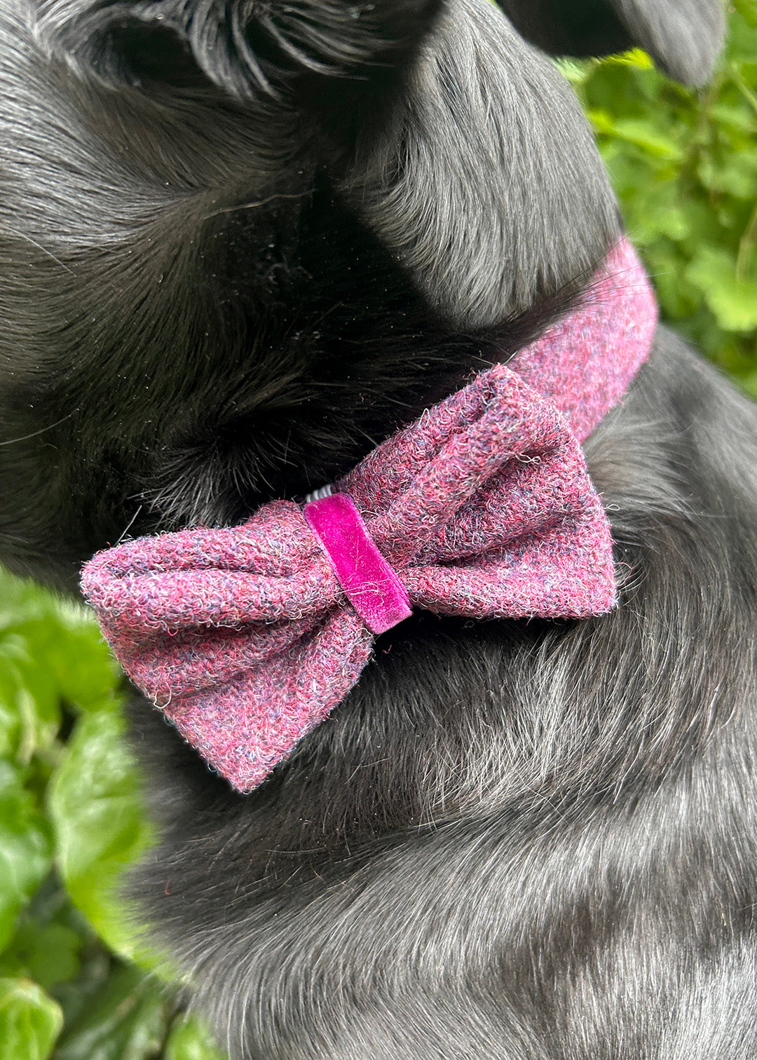Dog Bow Tie Heather