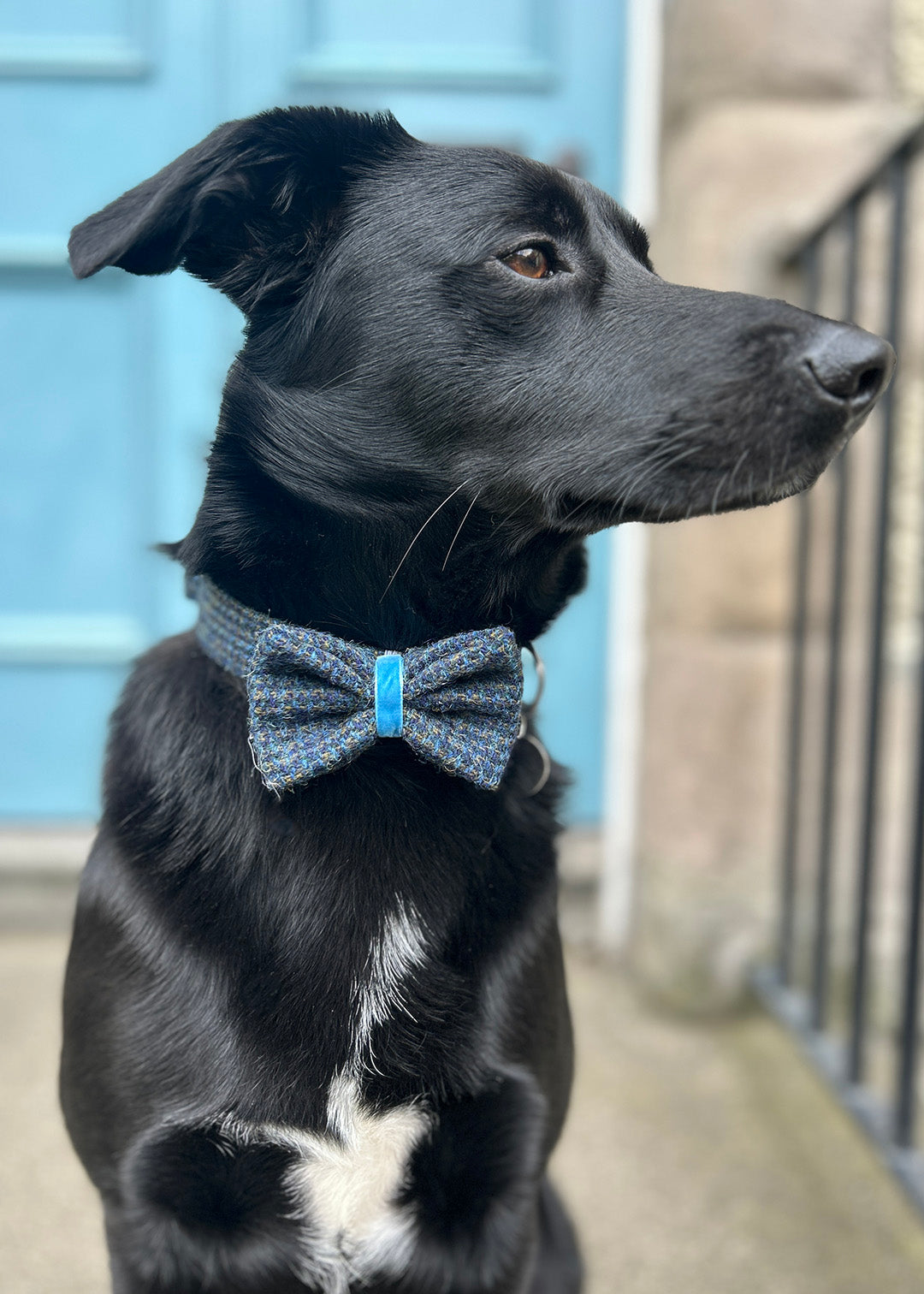 Dog Collar Large