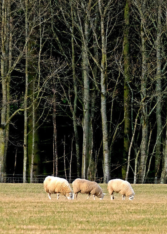 Sheep on Falkland Palace Estate
