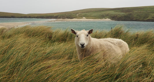 Shetland Visit Part 2