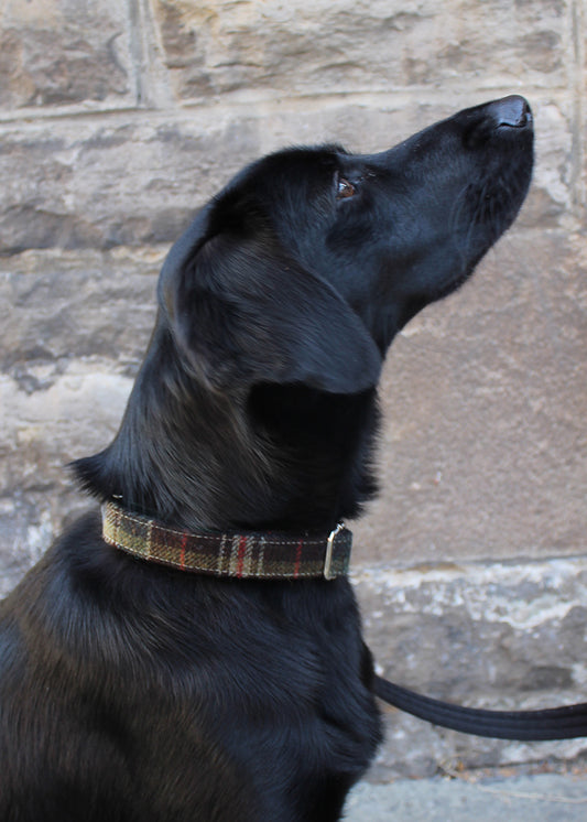 Dog Collar Large