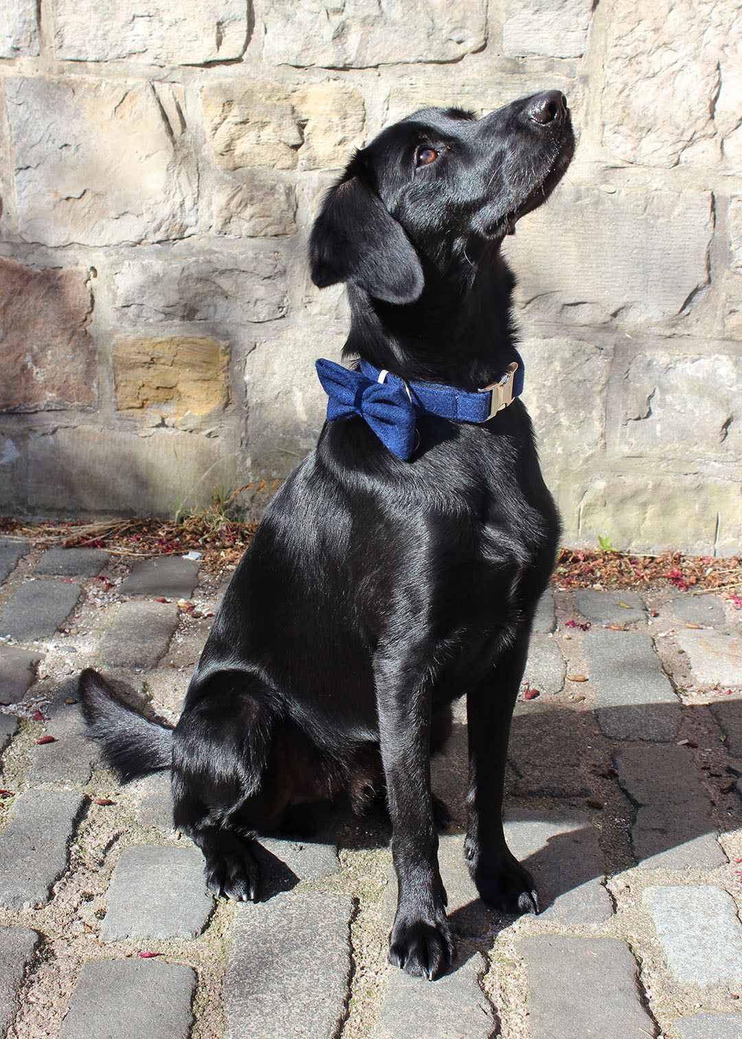 Dog Collar Harris Tweed Navy