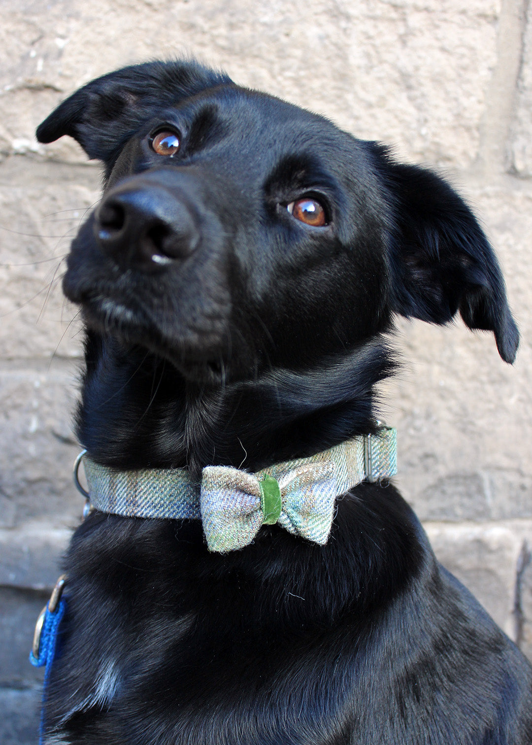 Dog Bow Tie Sage Check