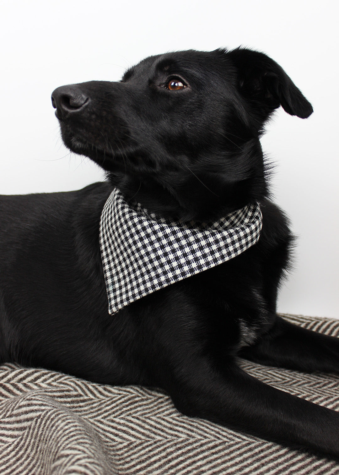 Dog bandana made from the classic Shepherds Check, the perfect stylish accessory for your pup