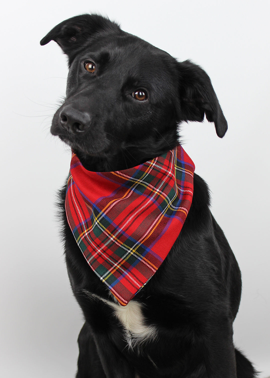 Dog bandana made from the classic Stewart royal tartan, the perfect stylish accessory for your pup