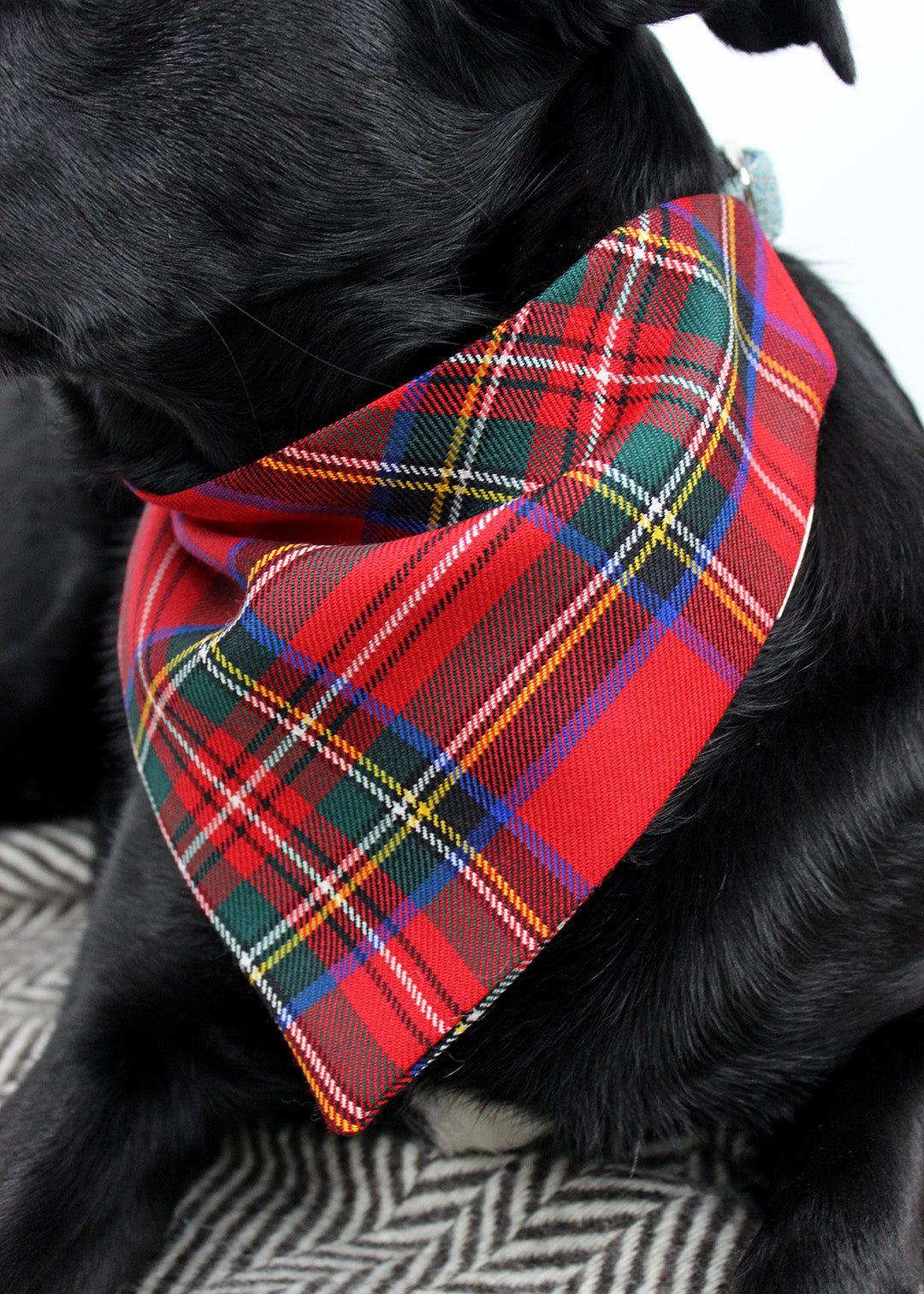 Dog bandana made from the classic Stewart royal tartan, the perfect stylish accessory for your pup