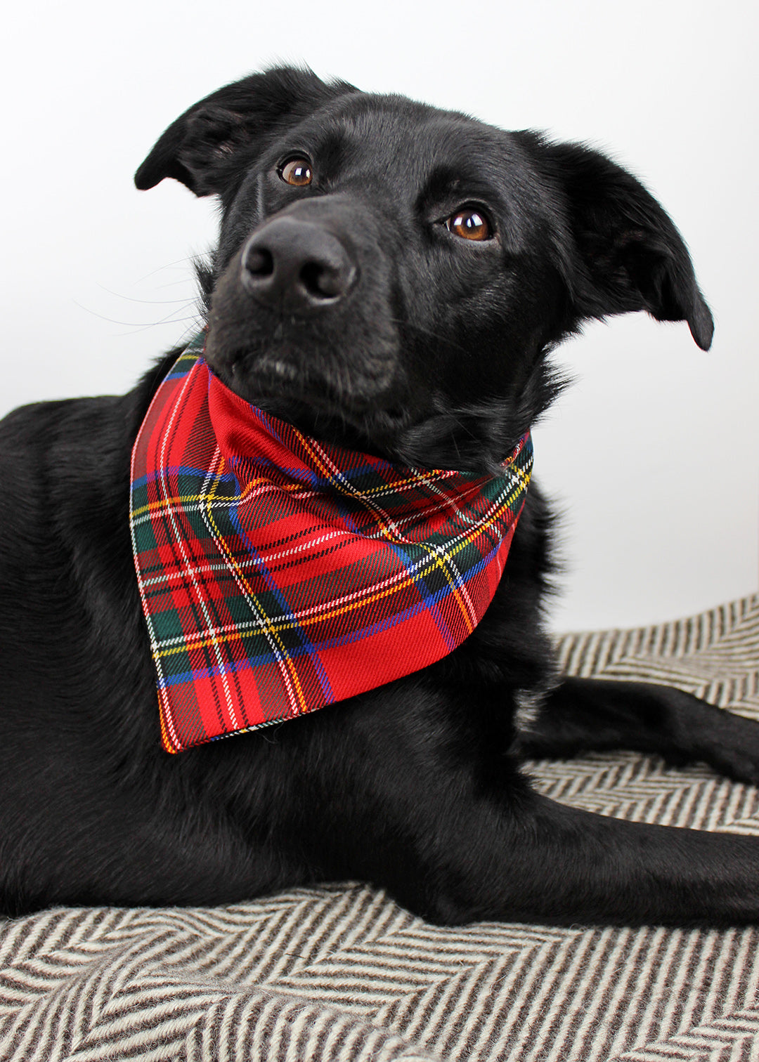 Dog bandana made from the classic Stewart royal tartan, the perfect stylish accessory for your pup