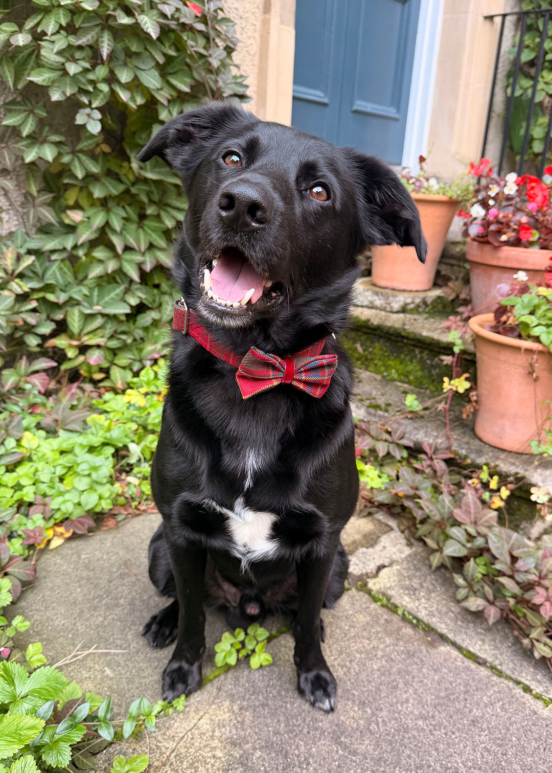 Dog Bow Tie Festive Tartan