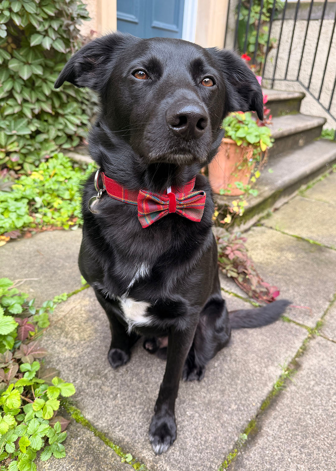 Dog Bow Tie Festive Tartan