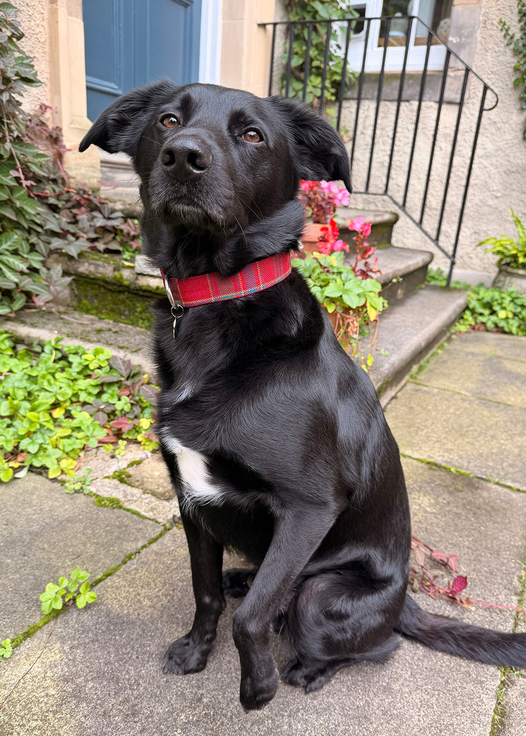 Dog Collar Festive Tartan