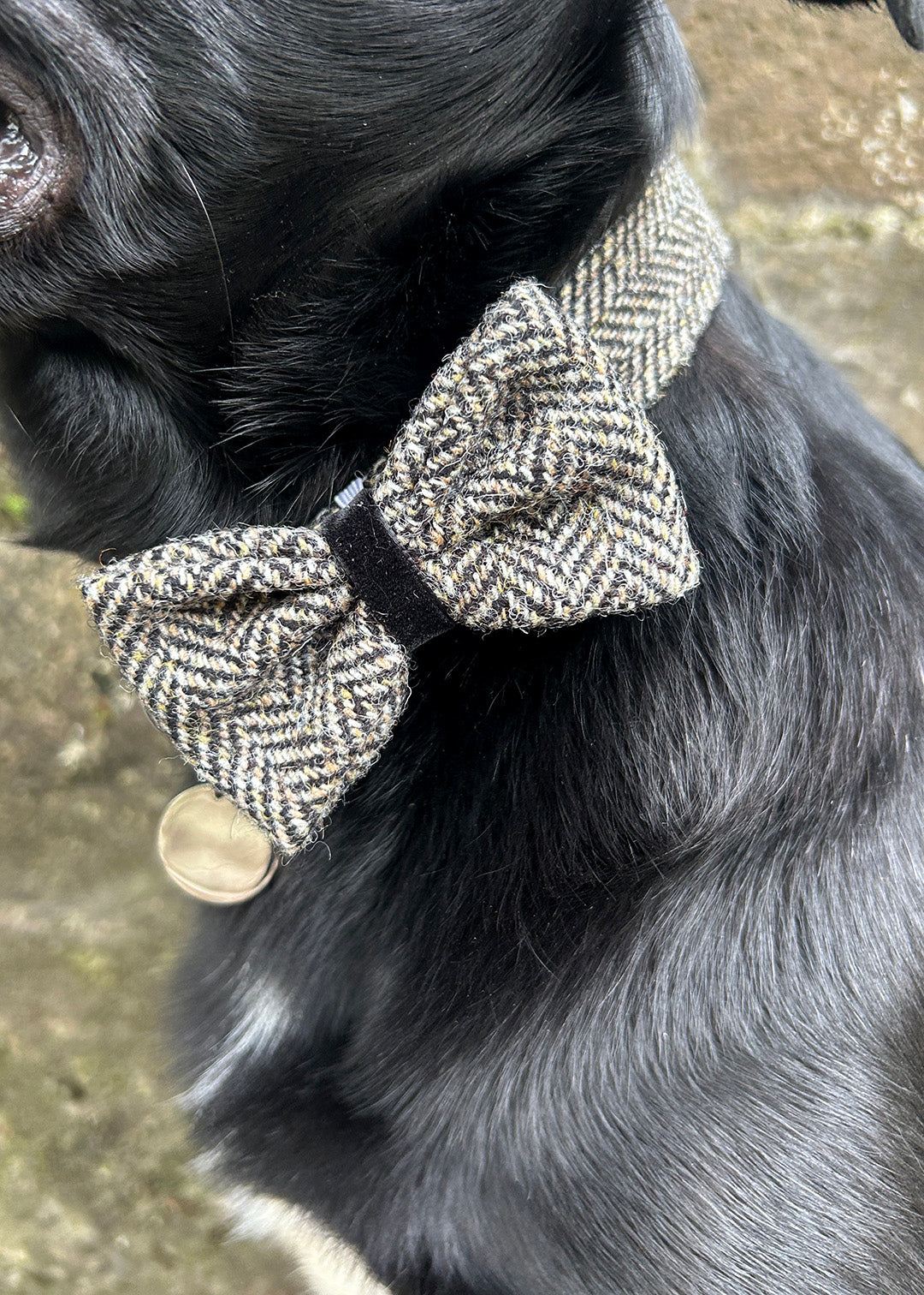 Dog Bow Tie Black Herringbone