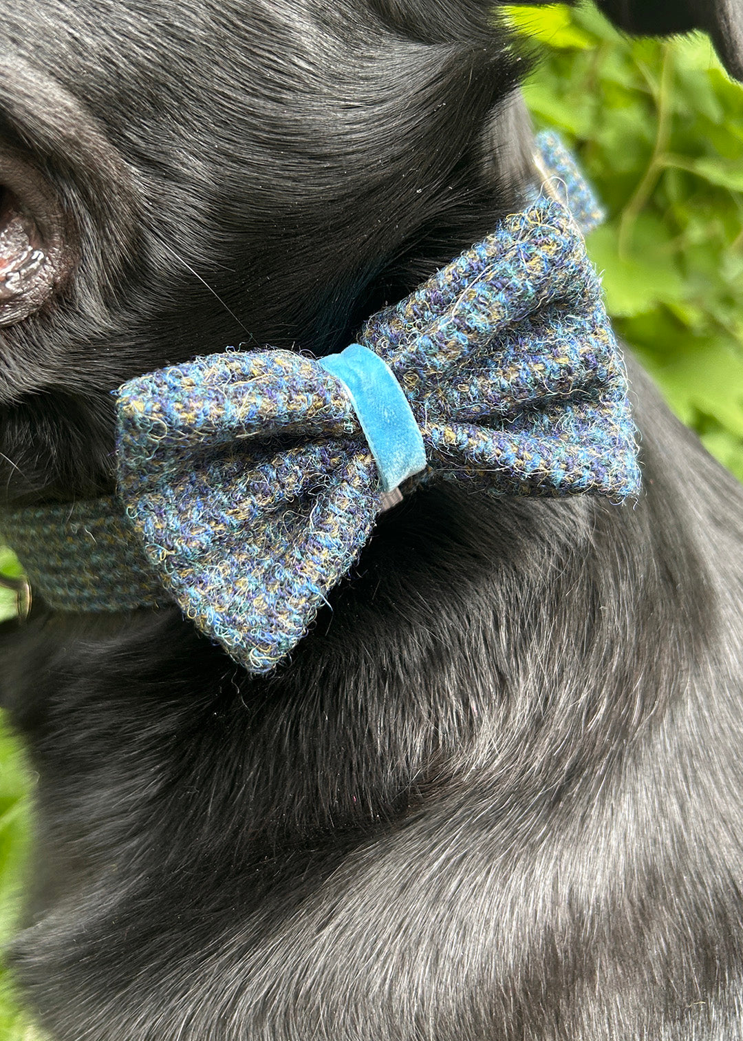 Dog Bow Tie Peacock