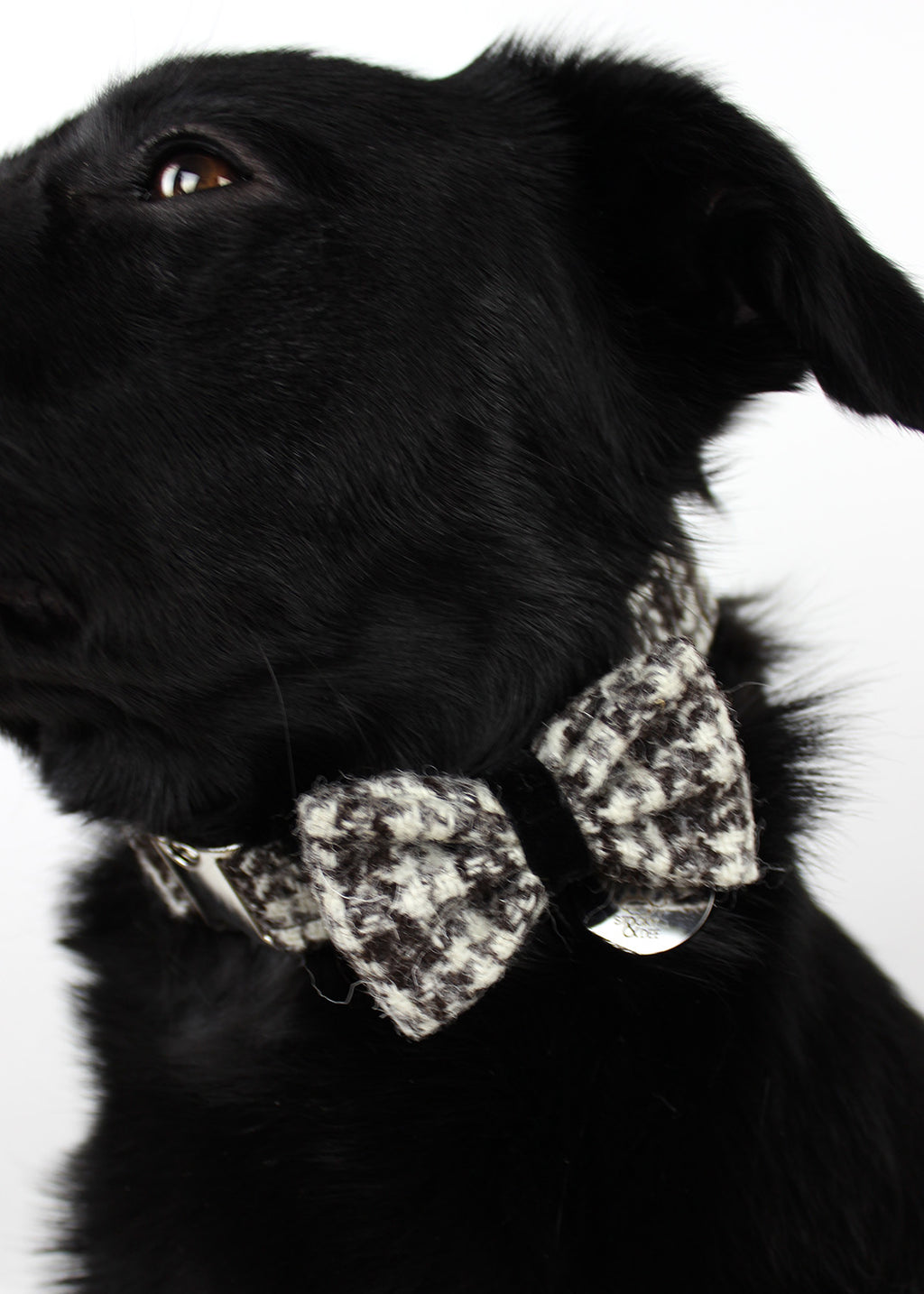 Dog Bow Tie Stornoway