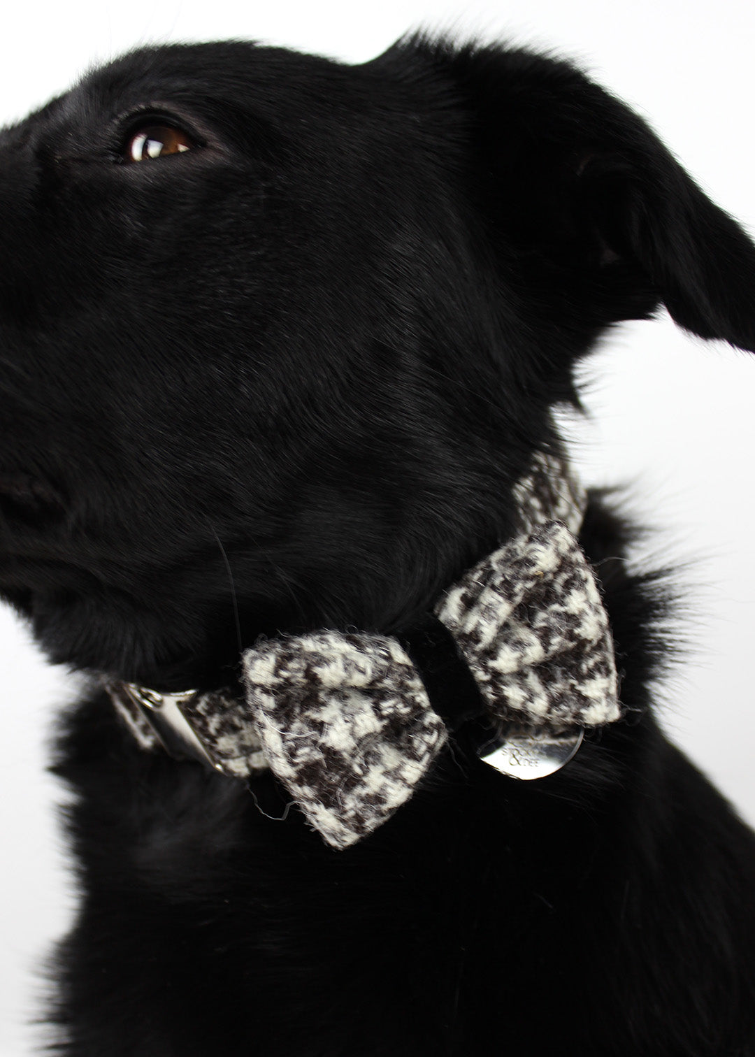 Dog Bow Tie Small