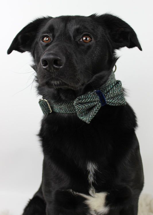 Dog Bow Tie Extra Large