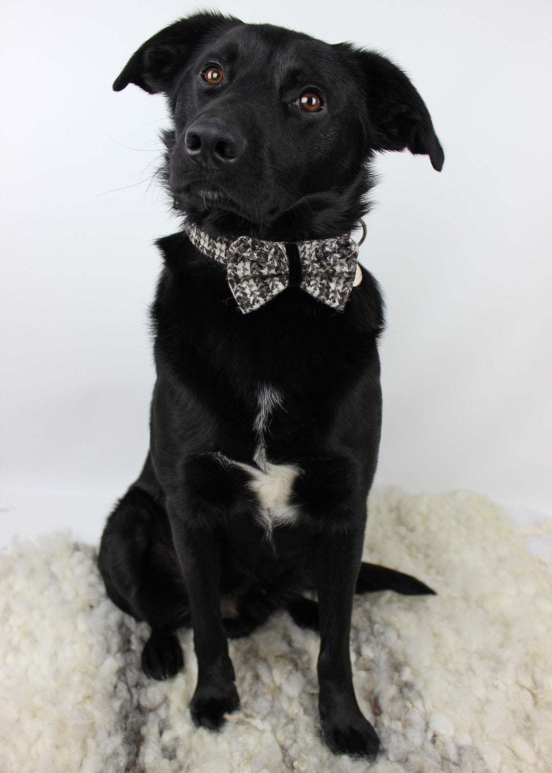 Dog Collar Stornoway