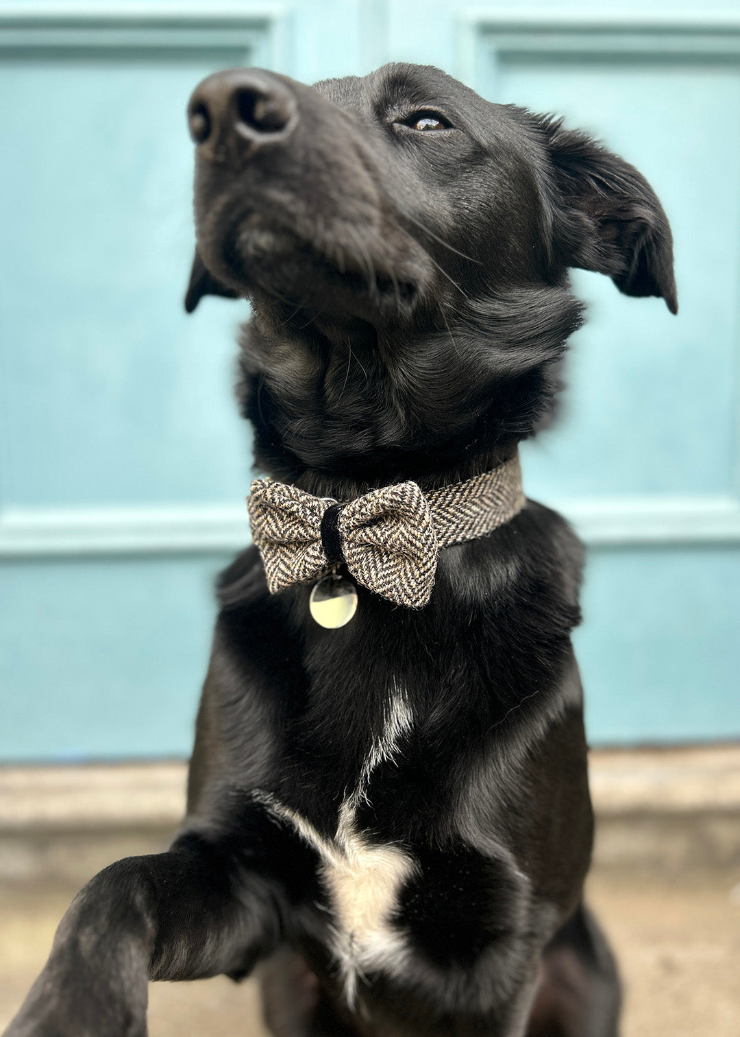 Dog Collar Black Herringbone