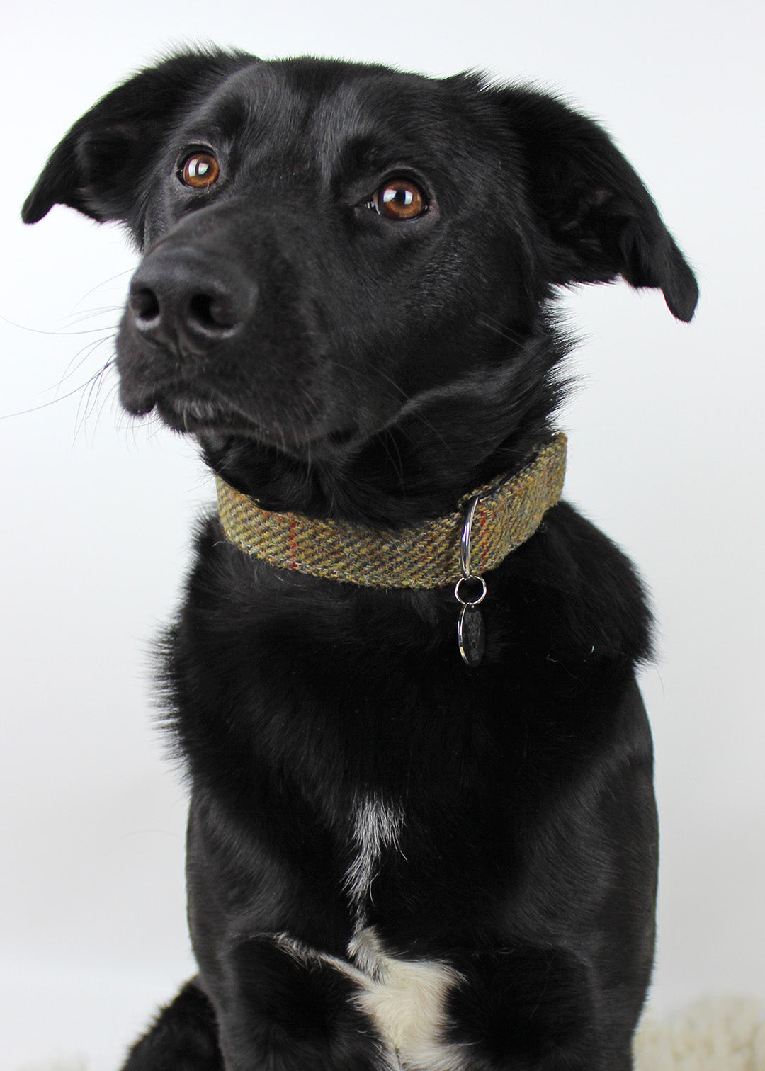 Dog Collar Brown Herringbone