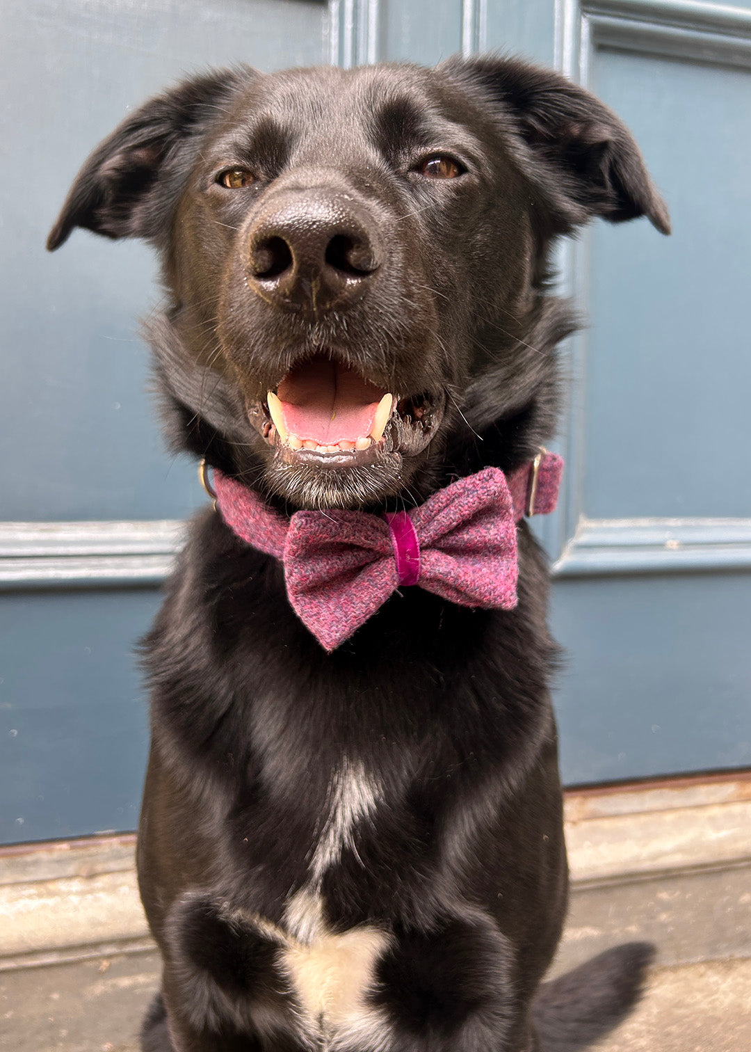 Dog Collar Heather
