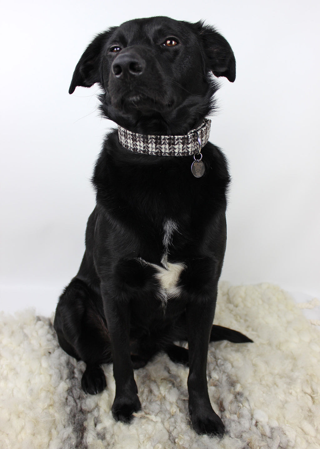 Dog Collar Stornoway