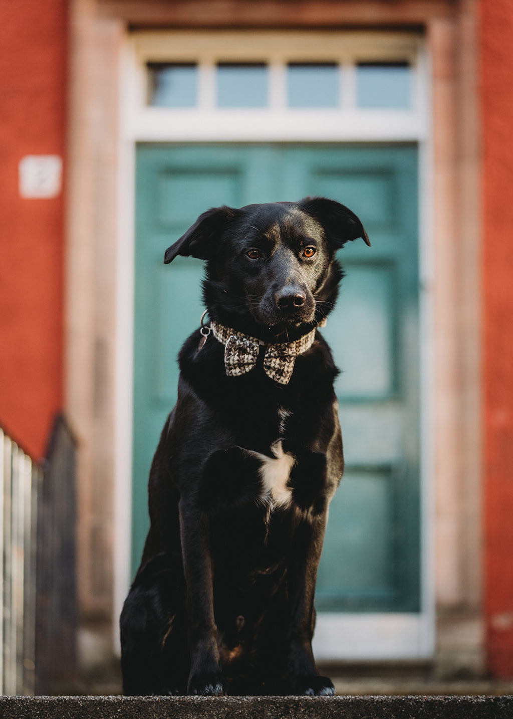Stornoway Harris Tweed dog bowtie.