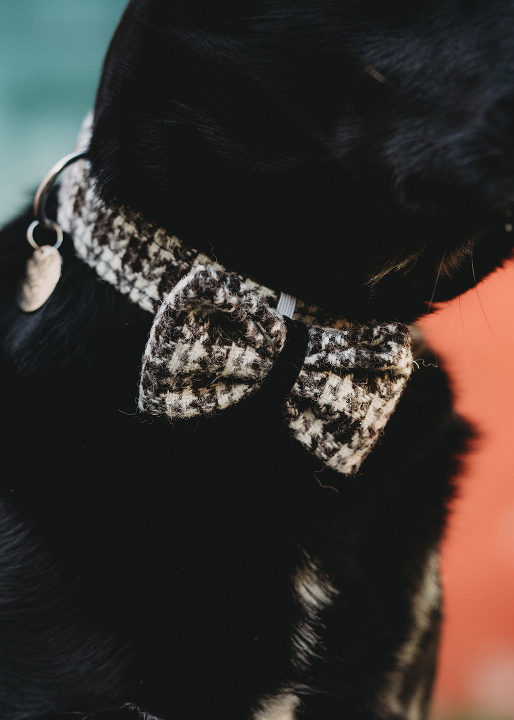 Stornoway Harris Tweed dog bowtie.