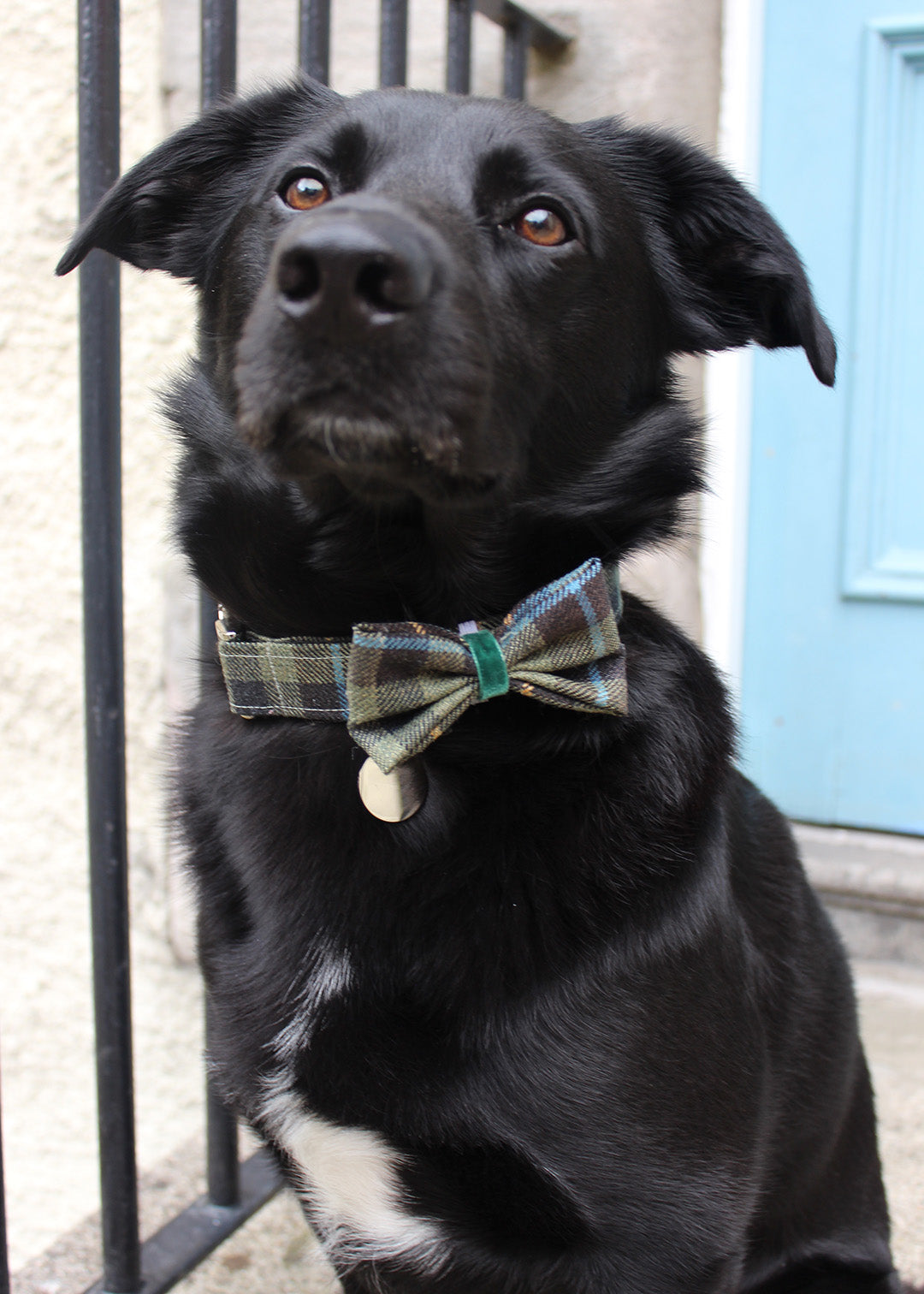 Dog Bow Tie Buchanan Hebridean