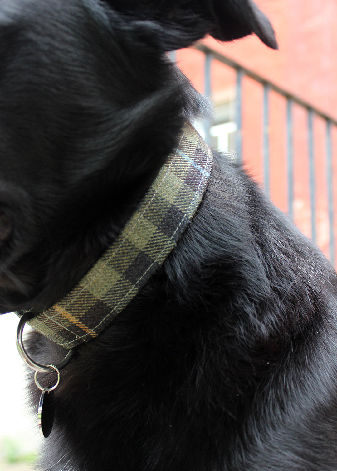 Dog Collar Buchanan Hebridean