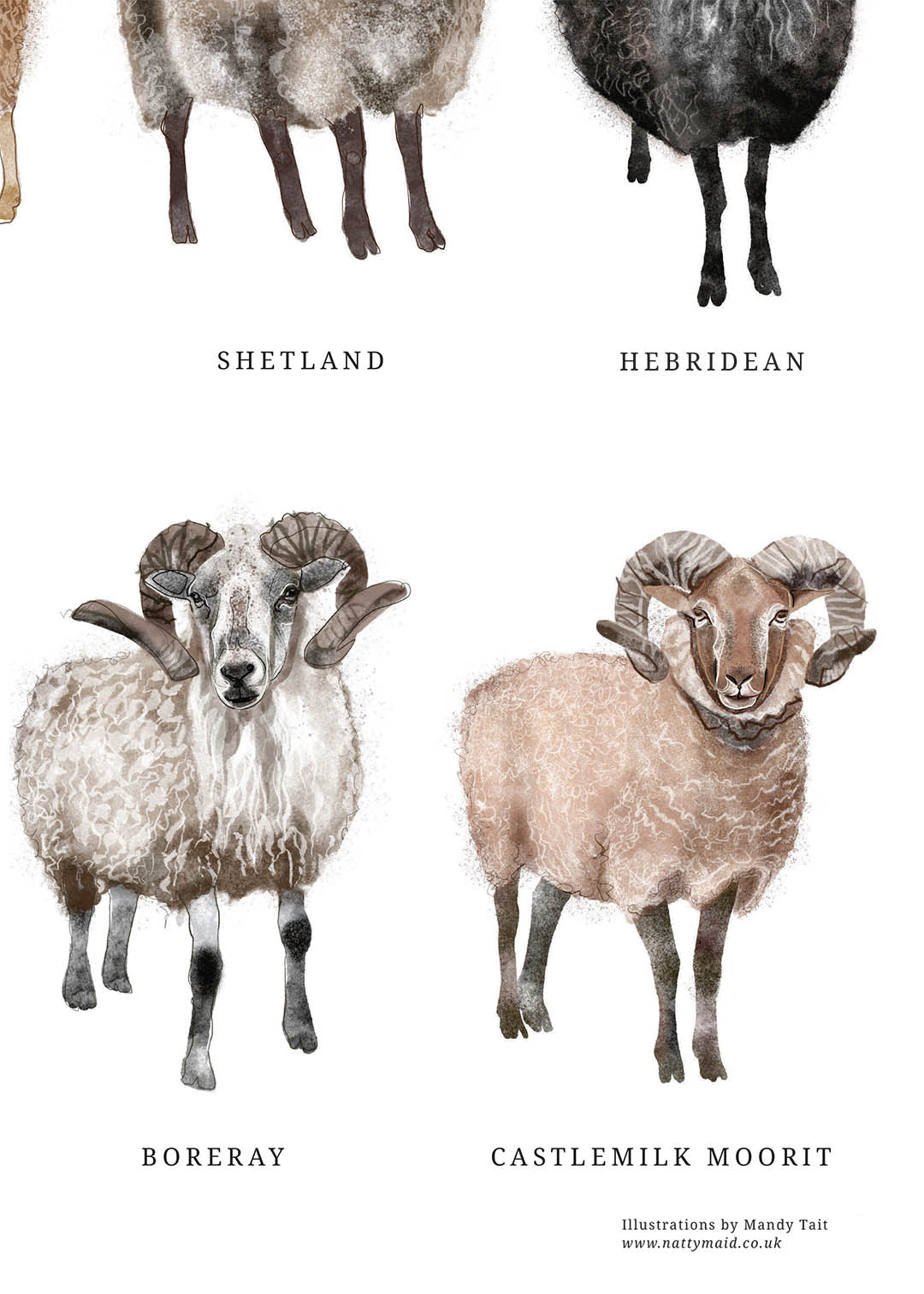 Scottish Native Sheep Breed A3 Print