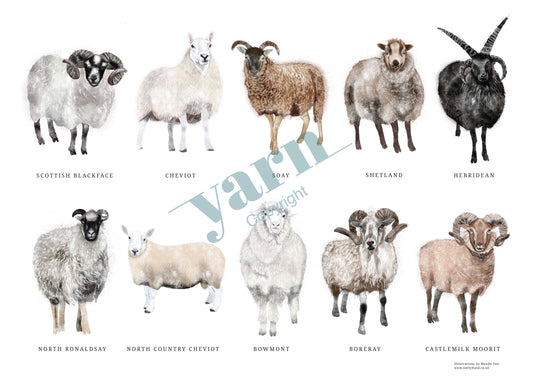 Scottish Native Sheep Breed A3 Print