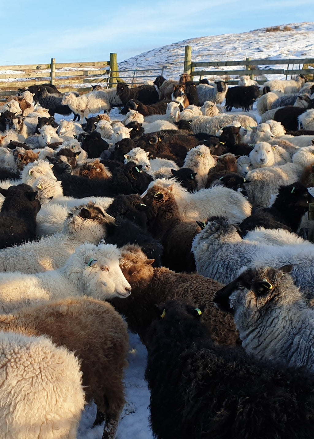 Shetland Sheep on Uradale Farm