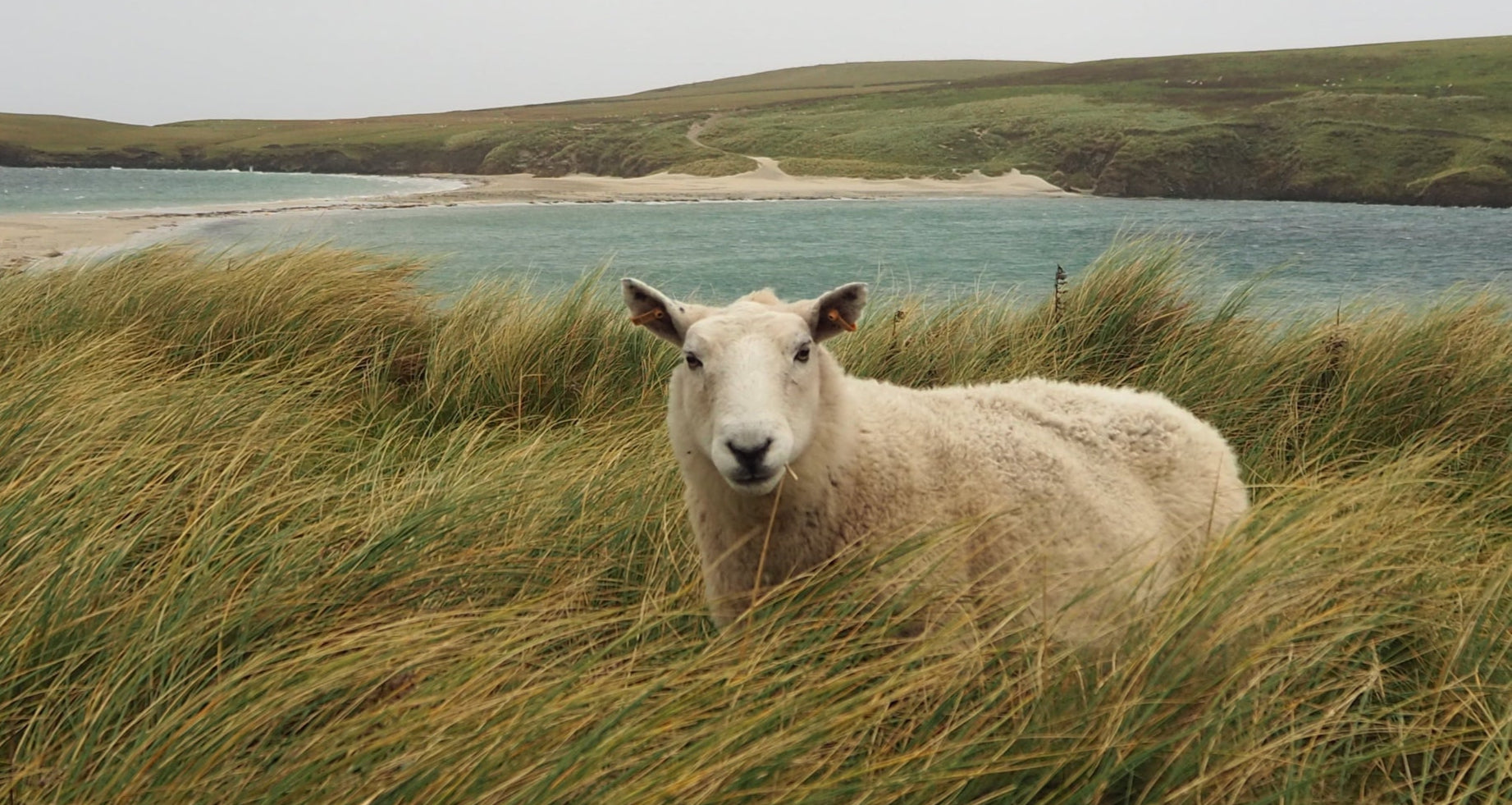 Shetland sheep
