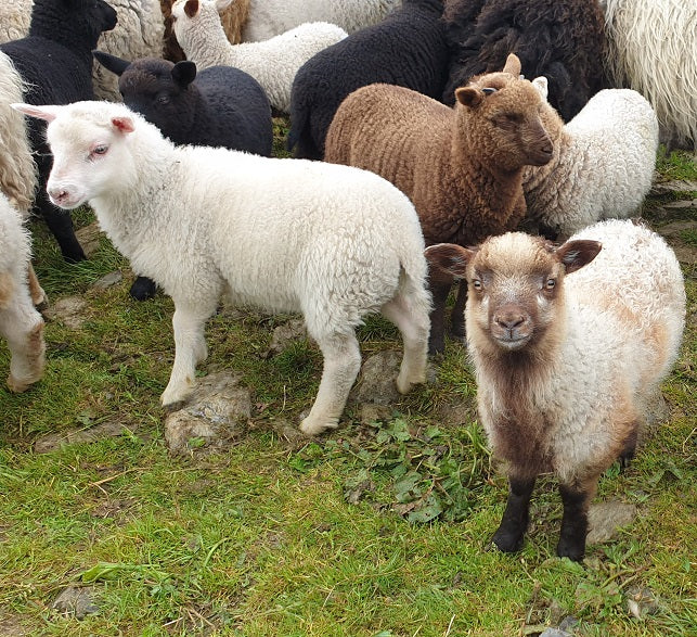 Uradale Farm, Shetland Sheep