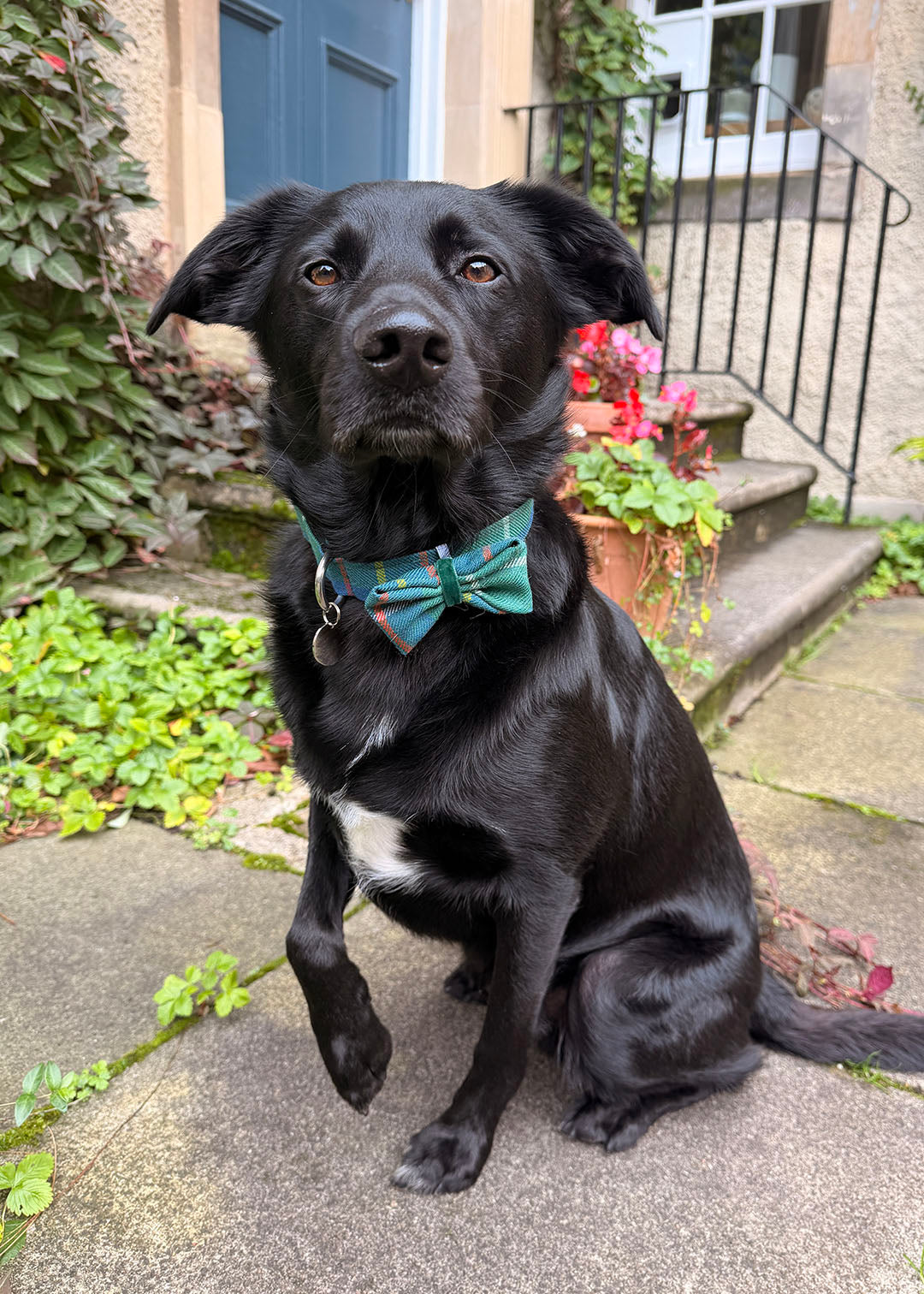 Dog Bow Tie Green Tartan