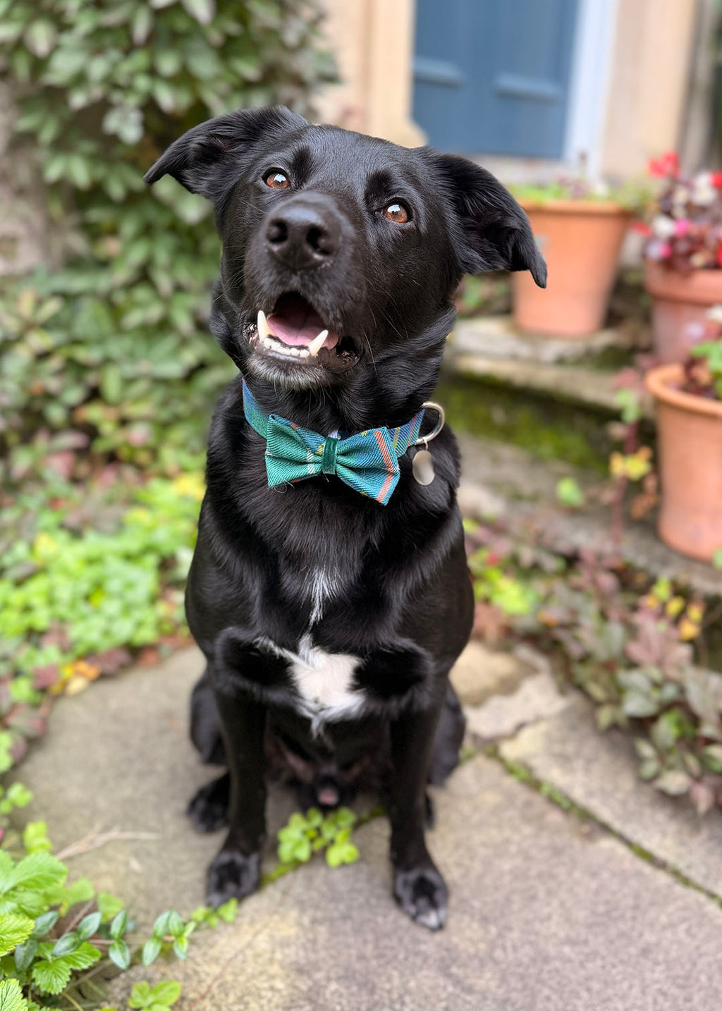 Dog Bow Tie Green Tartan