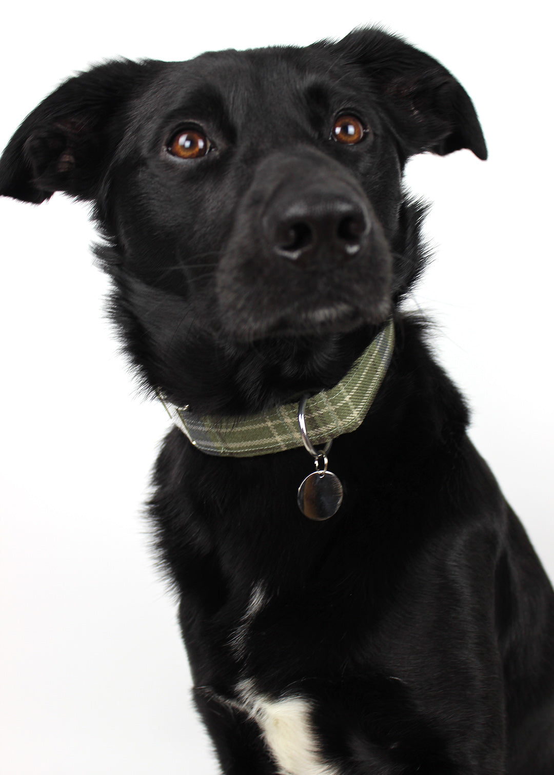 Dog Collar Khaki Tartan