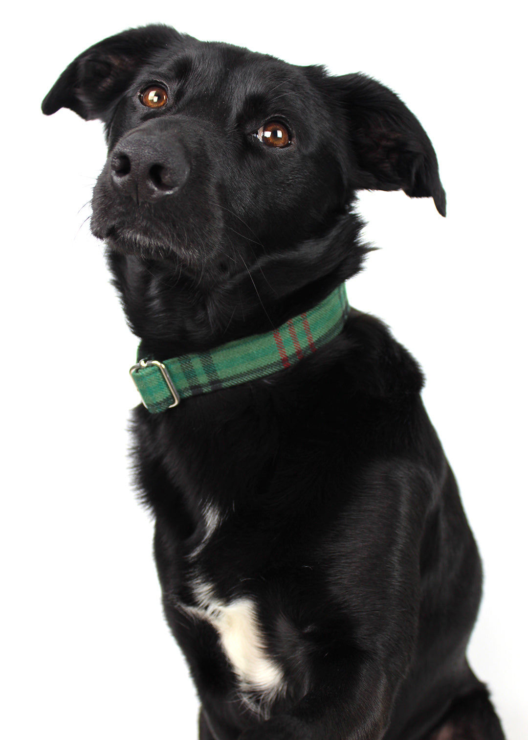 Dog Collar Green Tartan
