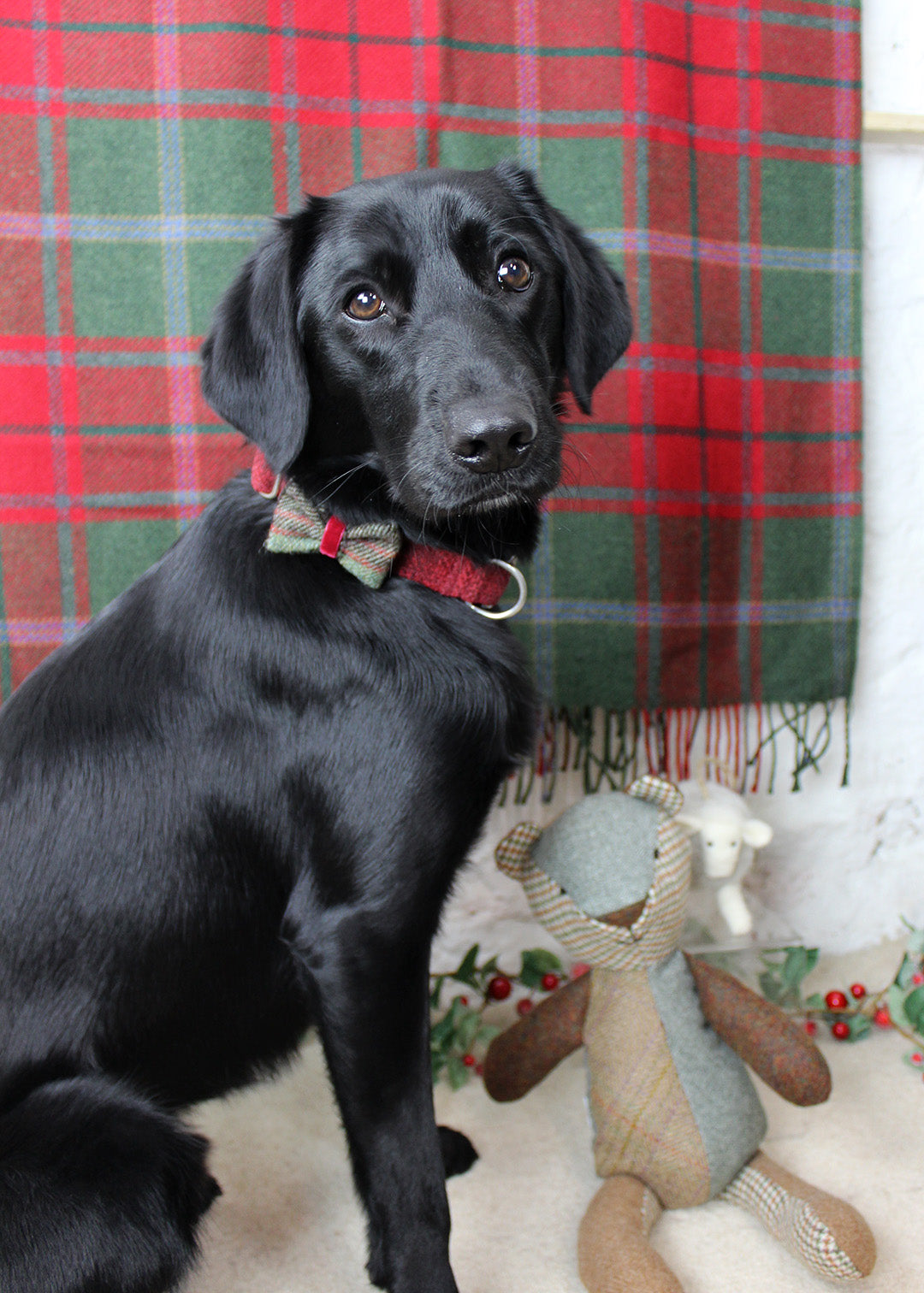 Festive throw with dog. Scottish Textiles Showcase.