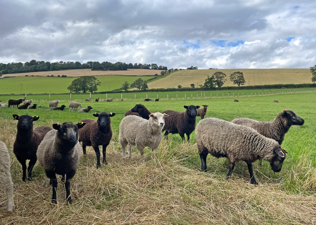 Lindsay Girvin's flock of Shetland sheep in a range of colours.