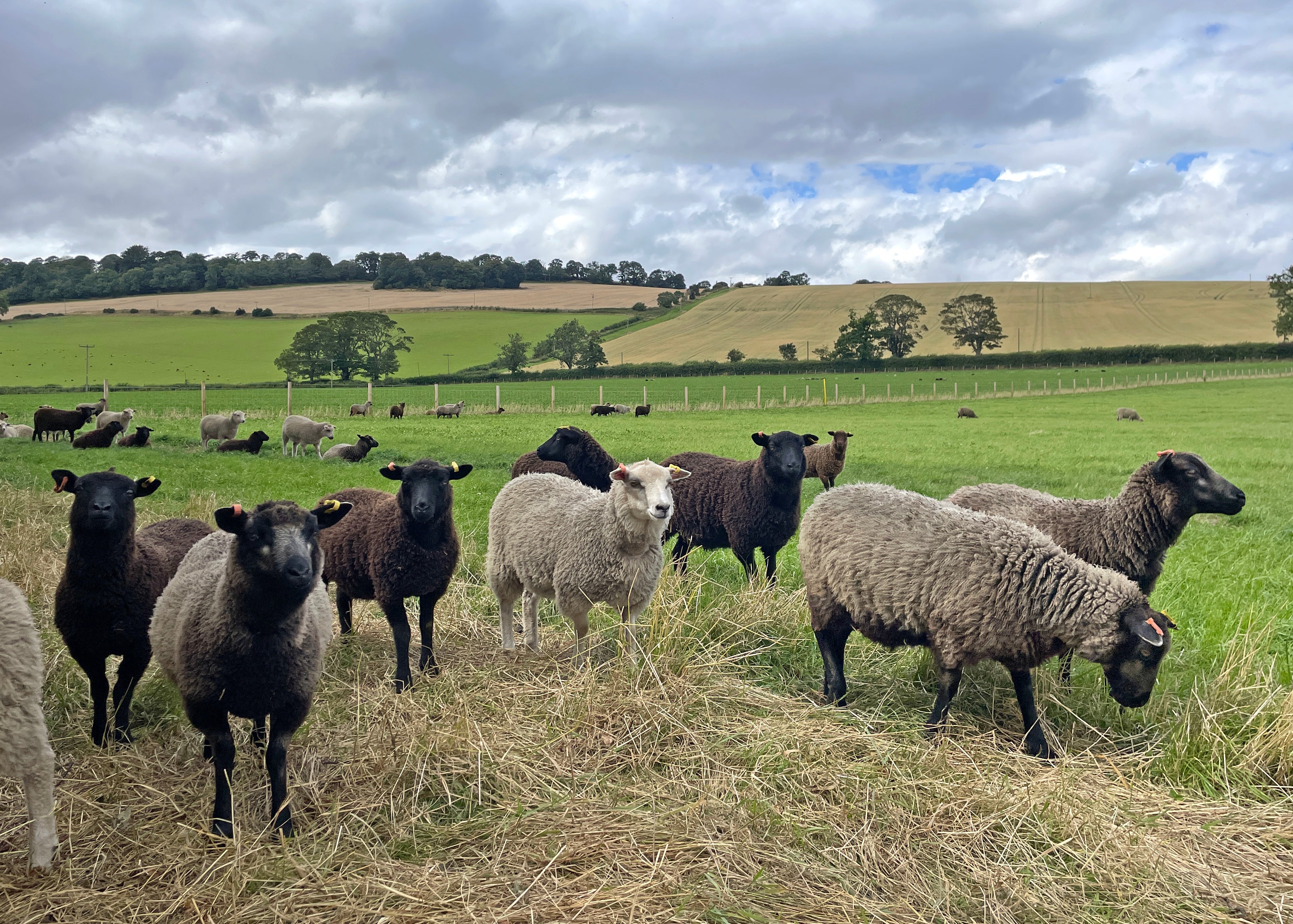 Lindsay Girvin's flock of Shetland sheep in a range of colours.