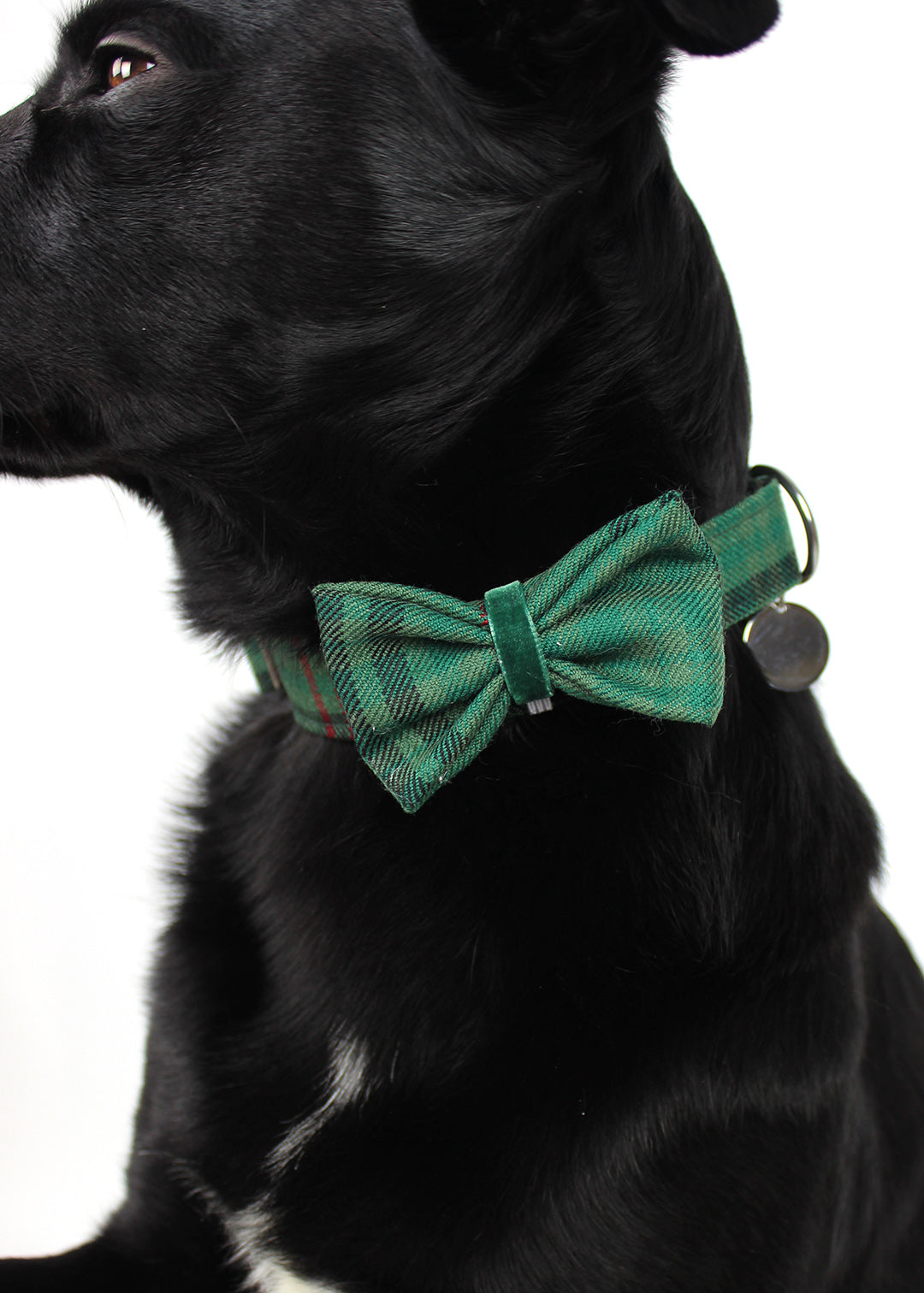 Dog Bow Tie Green Tartan