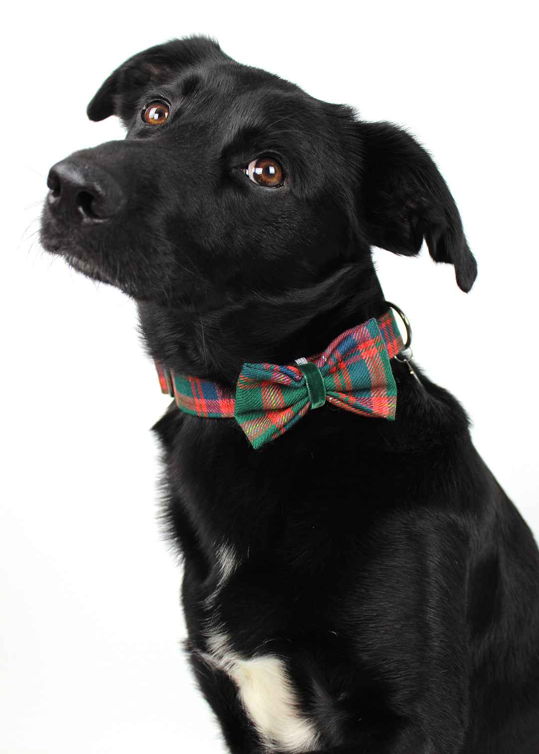 Dog Bow Tie Red Tartan