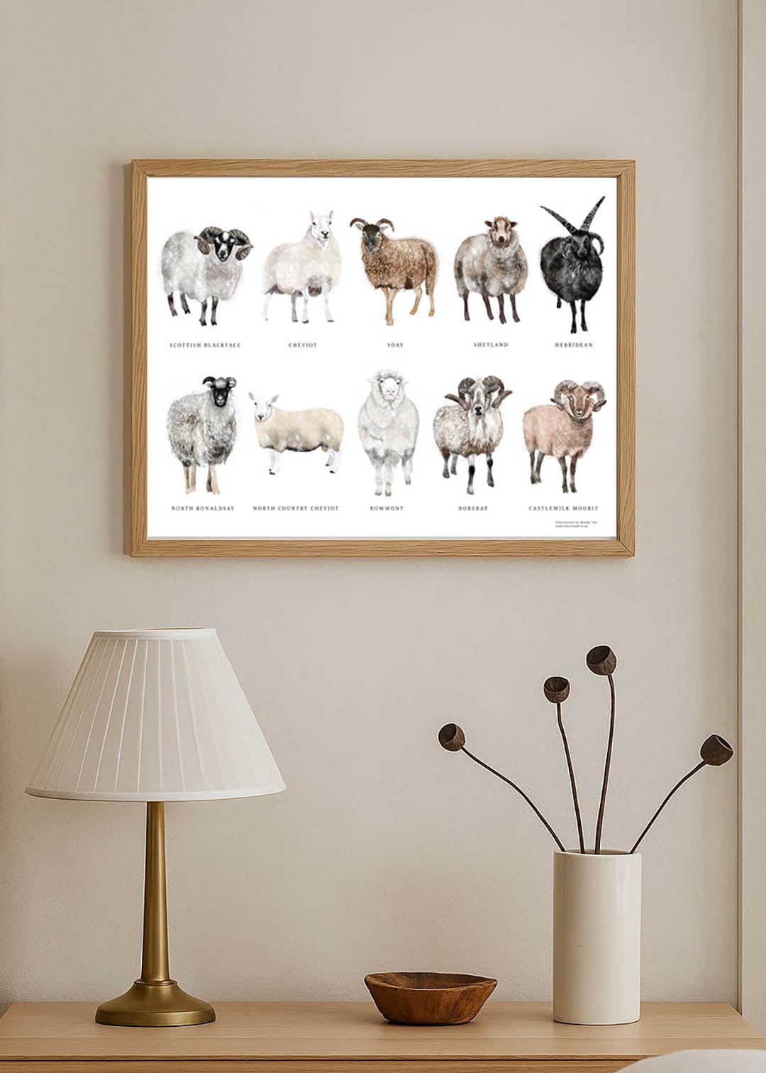 Scottish Native Sheep Breed A3 Print