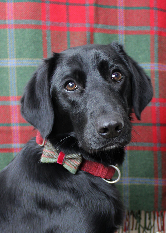 Dog Bow Tie Small