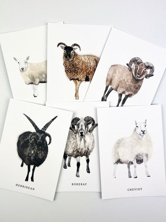 A set of 10 beautifully illustrated postcards featuring 10 native sheep breeds of Scotland.