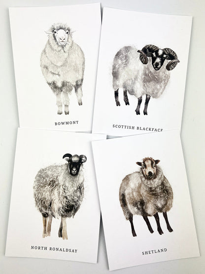 A set of 10 beautifully illustrated postcards featuring 10 native sheep breeds of Scotland.